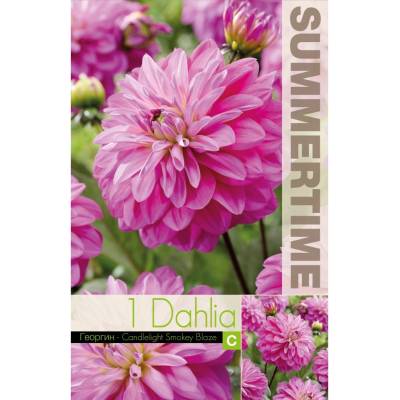 Seklos Далия (Гергина) Candlelight Smokey Blaze - 1 бр луковицa