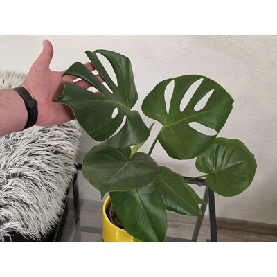 PlantBros flower Monstera deliciosa 55 cm