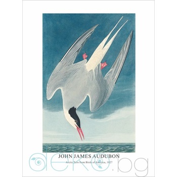 Image 1 of Принт Arctic Tern, Джон Джеймс Одюбон - репродукция (Print1051)