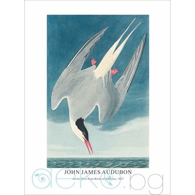 Принт Arctic Tern, Джон Джеймс Одюбон - репродукция (Print1051)