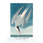  Принт Arctic Tern, Джон Джеймс Одюбон - репродукция (Print1051)