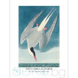  Принт Arctic Tern, Джон Джеймс Одюбон - репродукция (Print1051)