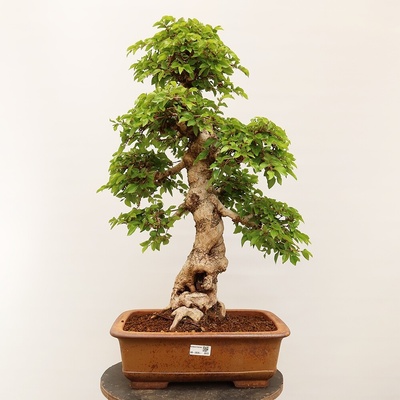e-bonsai Venkovní bonsai -Carpinus Coreana - Habr korejský