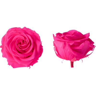Hlavy růží - premium 4 ks Bright pink - zářivě růžová