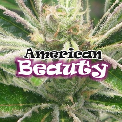 Dr. Underground American Beauty semena neobsahují THC 4 ks
