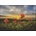 Heye - Puzzle Rikardsen: Cloudberries - 1 000 piese