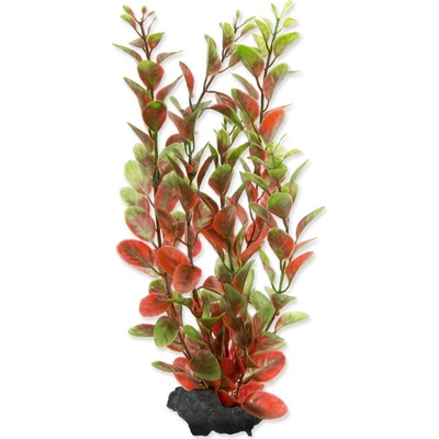 Tetra Ludwigia repens (Red Ludwigia) 23 cm