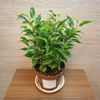 Ficus Benjamin Natasja č2