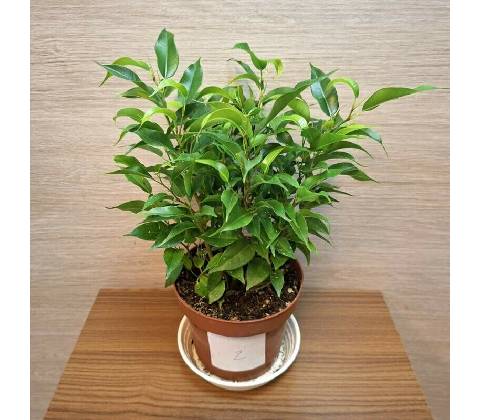 Ficus Benjamin Natasja č2