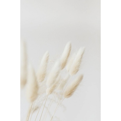 Obraz na plátne - Tail grass