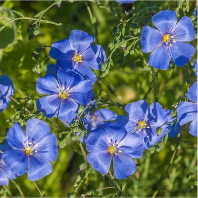 Len modrý - Linum perenne - semena lnu - 250 ks