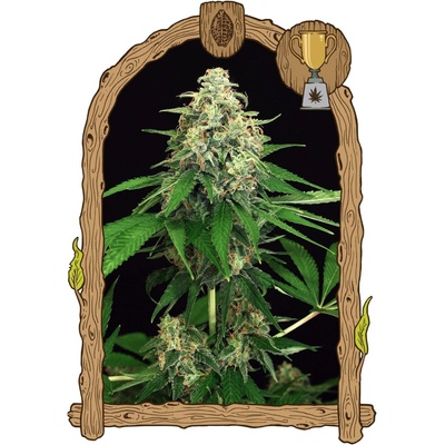 Exotic Seeds Mango Cream semena neobsahují THC 3 ks