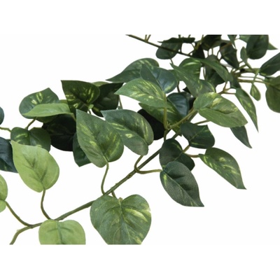 Pothos trs střední, 70 cm