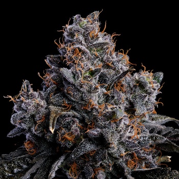 Anesia Seeds Grape Pop Rocks Auto semena neobsahují THC 10 ks