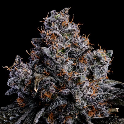 Anesia Seeds Grape Pop Rocks Auto semena neobsahují THC 10 ks