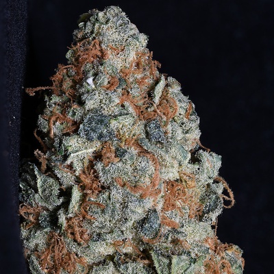 Big Head Seeds Cookie Dawg semena neobsahují THC 10 ks