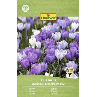 Krokusy FloraSelf 'Grandiflora Blue Blended' 12 ks