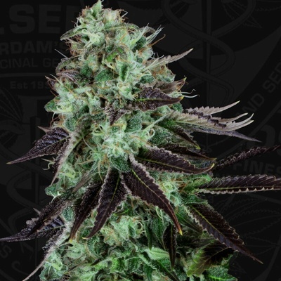 T.H. Seeds Darkstar regular semienka neobsahujú THC 5 ks