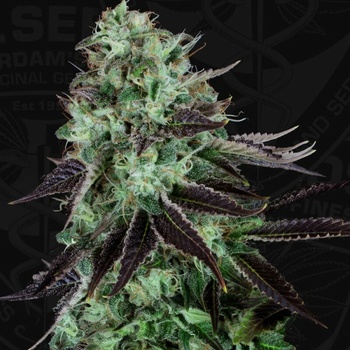T.H. Seeds Darkstar regular semena neobsahuji THC 5 ks