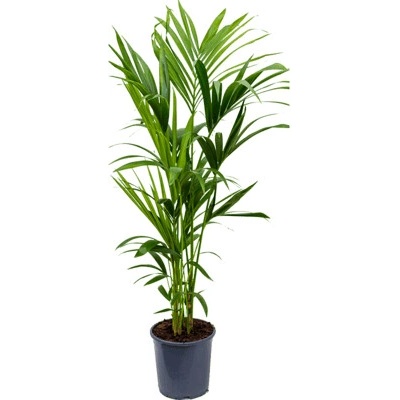 Howea (Kentia) fosteriana 22x140 cm
