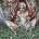 Cannibal Corpse Worm Infested CD