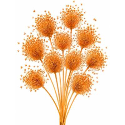 Ammi majus oranžový 10 ks