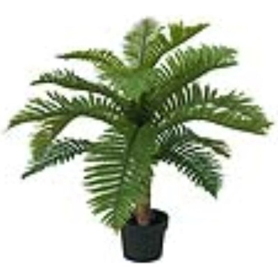 Cycas palma, 70 cm