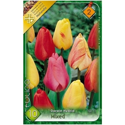 TULIPÁN Darwin mix 10ks