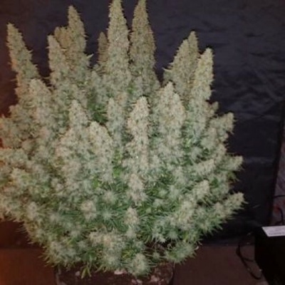 Phoenix Seeds Big Yield AUTO semena neobsahují THC 5 ks