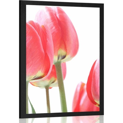Plakát červené polní tulipány - 20x30 black
