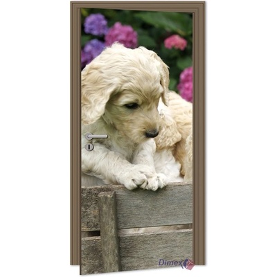Dimex D-029 samolepící fototapeta na dveře LABRADOR rozměry 95 x 210 cm