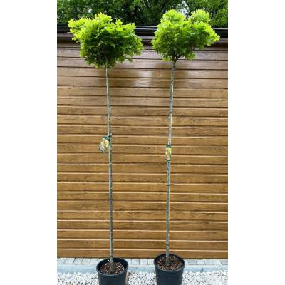 Dub močiarny (Quercus palustris ´Green Dwarf´) kmeň 200cm