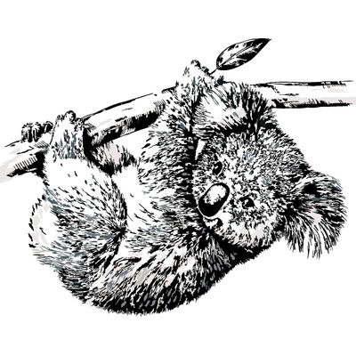 Zuty Malování podle čísel ČERNOBÍLÁ KOALA