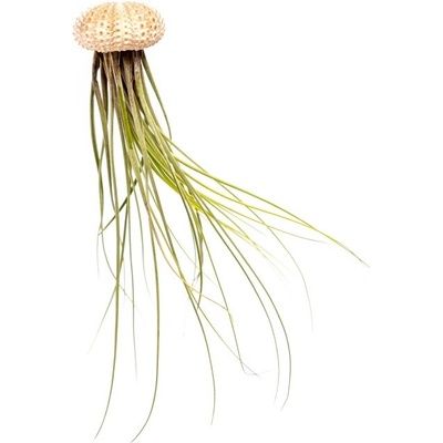 Gardners Medusa Rose s Tillandsií Juncea Tillandsie, kykatka