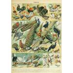 Grafika Art Puzzle - Puzzle Illustration from the Nouveau Larousse Illustré: Birds - 1 000 piese