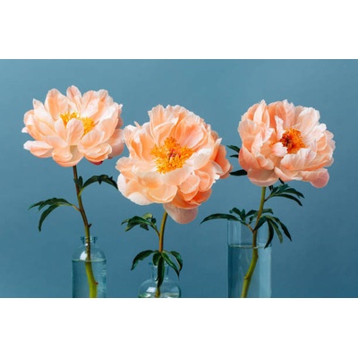 Plakát, Obraz - Three blossoming pastel-coral peonies in a, Anna Efetova, 40 × 26.7 cm