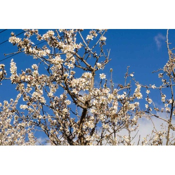 DIMEX ART s. r. o Флизелинов фототапет клони на бадемово дърво 375 x 250 см