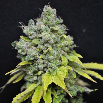 Cbd Crew Skunk Haze CBD semienka neobsahujú THC 5 ks