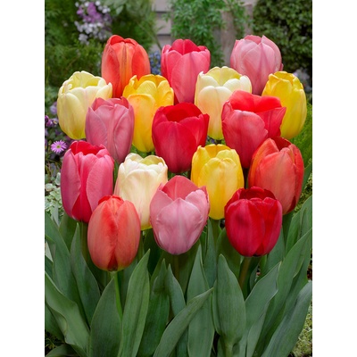 Mix darwinových tulipánů 50 ks Velikost hlíz: 10/11 – Zboží Dáma Mix darwinových tulipánů 50 ks Velikost hlíz: 10/11 – Zboží Dáma