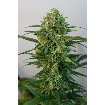 Ripper Seeds Toxic semena neobsahují THC 5 ks