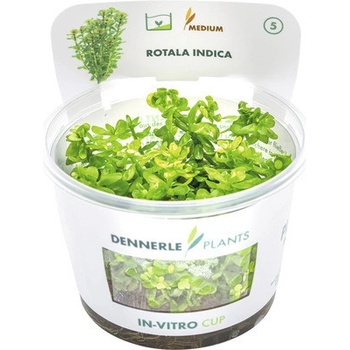 Rotala indica
