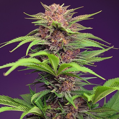 Sweet Seeds Red Mimosa XL semienka neobsahujú THC 3 ks