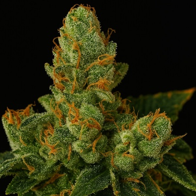 Propaganja Seeds Stockton Slap OG Auto semienka neobsahujú THC 5 ks