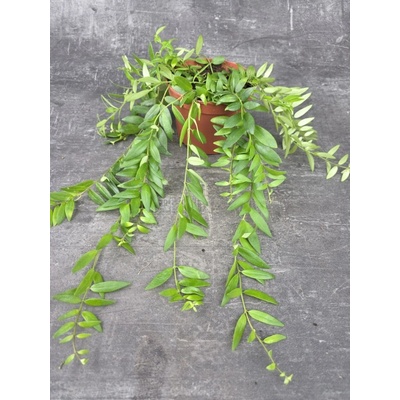 Aeschynanthus Japhrolepis 12 cm