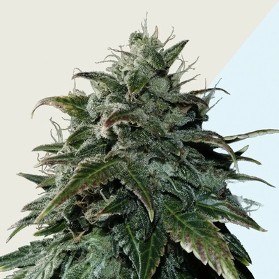 Kera Seeds Black Beauty CBD semena neobsahují THC 3 ks