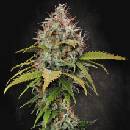 Paradise Seeds Atomical Haze semena neobsahují THC 10 ks