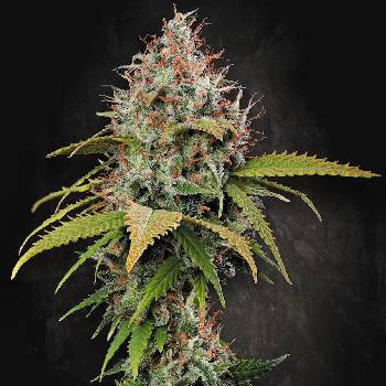 Paradise Seeds Atomical Haze semena neobsahují THC 10 ks