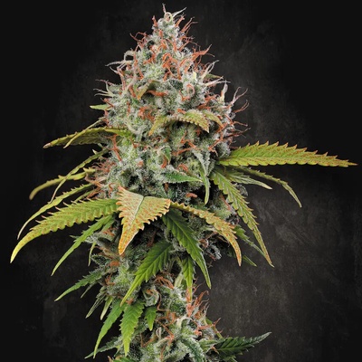 Paradise Seeds Atomical Haze semena neobsahují THC 10 ks