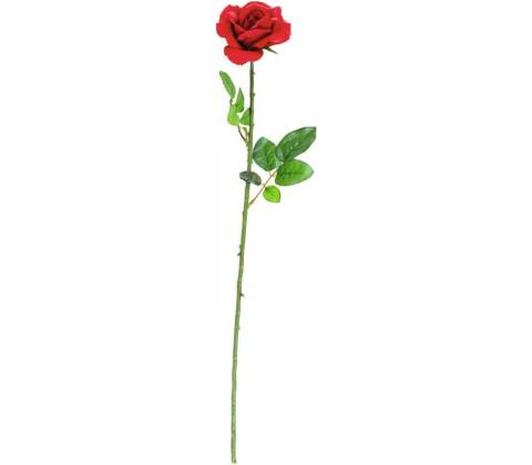Růže, 65 cm