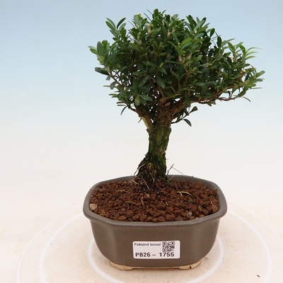 e-bonsai Pokojová bonsai - Buxus harlandii -korkový buxus